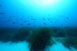 Seegraswiesen von Posidonia oceanica im Mittelmeer