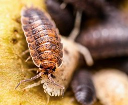 Die gewöhnliche Kellerassel Porcellio scaber. 