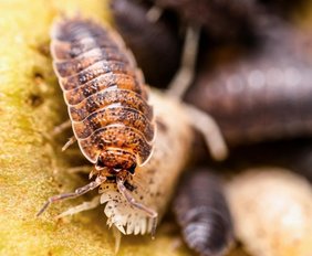 Die gewöhnliche Kellerassel Porcellio scaber. 