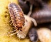 Die gewöhnliche Kellerassel Porcellio scaber. 
