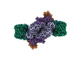 Die Struktur des Fe-Nitrogenase-Komplexes 