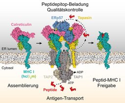 Mechanismus der MHC I-Assemblierung