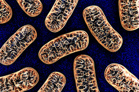 Mitochondrien müssen Stress ans Cytosol übermitteln, damit die Zelle mit Schutzmaßnahmen reagieren kann. Foto: wire man / AdobeStock 