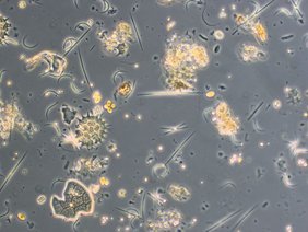 Symbolbild einer Algengemeinschaft