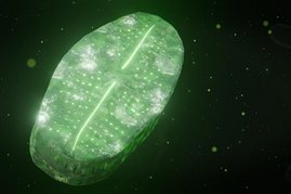 Künstlerische Darstellung der Wechselwirkung von Uran mit der Süßwasser-Kieselalge Achnanthidium saprophilum.