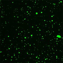 Substrat-induzierte Tröpfchenbildung einer pflanzlichen TIR-Domäne in vitro. Zu sehen sind grüne Punkte auf schwarzem Hintergrund