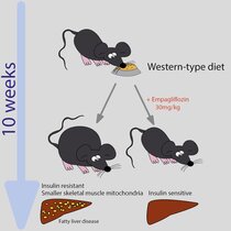 ernährungsbedingte Stoffwechselfolgen bei Mäusen mit und ohne Empaglifozin