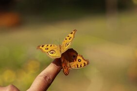 Junonia almana, ein Schmetterling aus der Familie der Edelfalter,