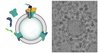 Mithilfe zellfreier Proteinsynthese wird das Sec- Translokon aus einzelnen Bestandteilen zusammengebaut und in künstliche Zellen integriert, wie das elektronenmikroskopische Bild (rechts) zeigt. Mithilfe zellfreier Proteinsynthese wird das Sec- Translokon aus einzelnen Bestandteilen zusammengebaut und in künstliche Zellen integriert, wie das elektronenmikroskopische Bild (rechts) zeigt.