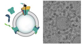 Mithilfe zellfreier Proteinsynthese wird das Sec- Translokon aus einzelnen Bestandteilen zusammengebaut und in künstliche Zellen integriert, wie das elektronenmikroskopische Bild (rechts) zeigt.