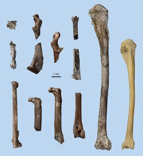 Knochen des 11,5 Millionen Jahre alten Schlangenhalsvogels aus der Hammerschmiede. Zum Größenvergleich ist rechts außen der Oberarmknochen eines heutigen Amerikanischen Schlangenhalsvogels (Anhinga anhinga) abgebildet (heller Knochen). 
