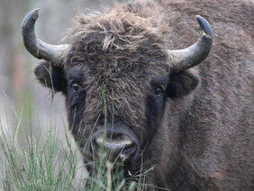 Wisent