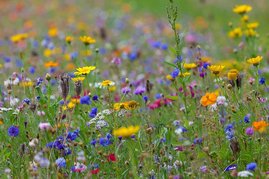 Blumenwiese Biodiversität Blumenwiese