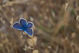 Biodiversität Sprachen