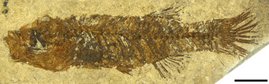 Fossiles Skelett von Wilsonilebias langhianus