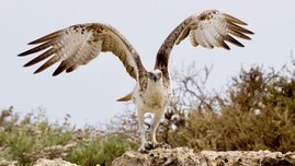 Der Fischadler (Pandion haliaetus) 