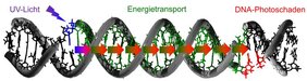 Bis zu 30 DNA-Bausteine entfernt von der Stelle des Lichteintrags lassen sich Schäden an der DNA nachweisen.