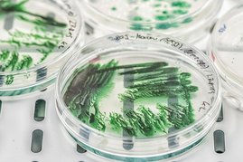 Agraplatten mit Cyanobakterien grün