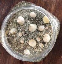 Mondmuscheln verschiedener Größe, die für weitere Analysen im Labor gesammelt wurden.  