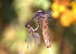 Schwarze Heidelibelle (Sympetrum danae)