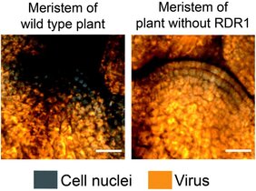 Pflanzen Stammzellen Virus