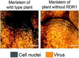 Pflanzen Stammzellen Virus