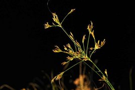 Fotografie der brasilianischen Schnabelriede Rhynchospora tenuis. Fotografie der brasilianischen Schnabelriede Rhynchospora tenuis.