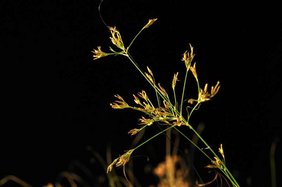 Fotografie der brasilianischen Schnabelriede Rhynchospora tenuis. Fotografie der brasilianischen Schnabelriede Rhynchospora tenuis.