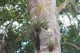 Tillandisa an einem Baum