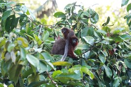 Kein Kuckuckskind: Rote Springaffen im Amazonasregenwald. 