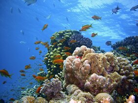 Korallenriffe Klimawandel