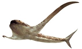 Rekonstruktion des neu entdeckten fossilen Hais Aquilolamna milarcae mit seinen auffällig vergrößerten Brustflossen. 