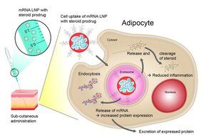 Schematische Darstellung der Verabreichung eines mRNA-Therapeutikums