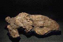Das nahezu vollständige Schädelfossil