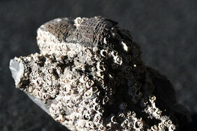In den Spalten, die von einem über 300 Millionen Jahre alten Brachiopodenfossil gebildet werden, siedeln sich lebende Seepocken und Schnecken an: Dank der Analyse von Fossiliendaten lassen sich womöglich moderne Meeresorganismen schützen. 