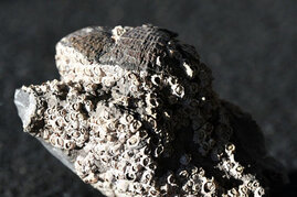 In den Spalten, die von einem über 300 Millionen Jahre alten Brachiopodenfossil gebildet werden, siedeln sich lebende Seepocken und Schnecken an: Dank der Analyse von Fossiliendaten lassen sich womöglich moderne Meeresorganismen schützen. 