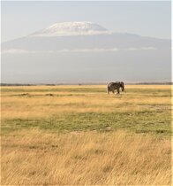 Amboseli-Nationalpark, Kenia: Aufgrund des Klimawandels schrumpfen die Gletscher des Kilimandscharo. 