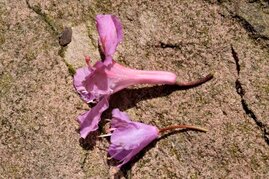 Rhododendron smokianum (unten) hat einen kleineren, kompakteren Wuchs als Rhododendron minus 