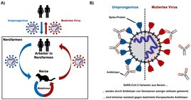 Die Einschleppung von SARS-CoV-2 in Nerzfarmen führt zur Entstehung von mutierten Viren