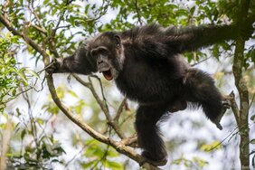 Schimpansen produzieren verschiedene Laute