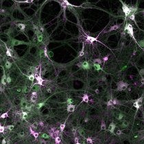 Substrat des fluoreszierenden Split-HaloTags