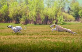 Windhunde