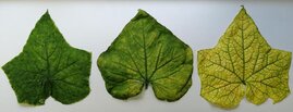 Blätter einer mit CABYV infizierten Pflanze mit Symptomen des Chlorophyllmangels 