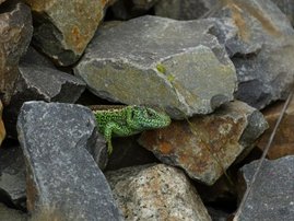 Männliche Zauneidechse