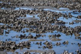 Die Pazifische Auster breitet sich seit 1980 im Wattenmeer aus