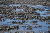Die Pazifische Auster breitet sich seit 1980 im Wattenmeer aus