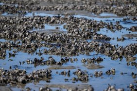 Die Pazifische Auster breitet sich seit 1980 im Wattenmeer aus