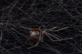 Eine weibliche schwarze Witwe (Latrodectus hesperus) auf ihrem Netz. 
