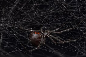 Eine weibliche schwarze Witwe (Latrodectus hesperus) auf ihrem Netz. 