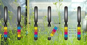 Eine Inversion (links) bei der Ackerschmalwand (Hintergrund) lässt sich mit CRISPR/Cas rückgängig machen (Mitte), um den Austausch von Genen (rechts) im betroffenen Abschnitt wiederzubeleben. 